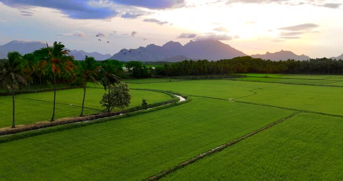 Tamil Nadu agriculture rural-indian -scene-rice-paddy-field