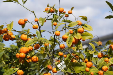 Citrus aurantifolia ,PhilippinevRed Lime, Rutaceae family. Hanover Berggarten, Germany.