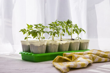Young seedlings of tomatoes on the windowsill. Ecological home cultivation of tomato seedlings in winter and early spring