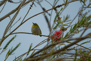 Oriental white eye on red bottle brush tree