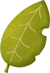 green leaves,leaves,leaf,green leaf,clover leaves,palm,clover,summer leaf element,palm leaf,summer leaves,summer leaf,nature,plants,tropical leaf,floral,acacia leaves,oak tree,maple