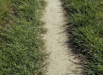 Narrow path on a green meadow with freshly cut grass, concept of direction, choice, and journey through peaceful natural countryside landscape