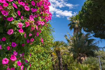 A vibrant garden in Cannes, France, featuring palm trees, tropical plants, and vivid pink flowers under a bright blue sky with scattered white clouds.