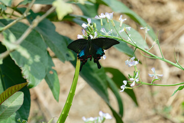 Paris peacock butterfly on raphanus caudatus (rat-tail radish)