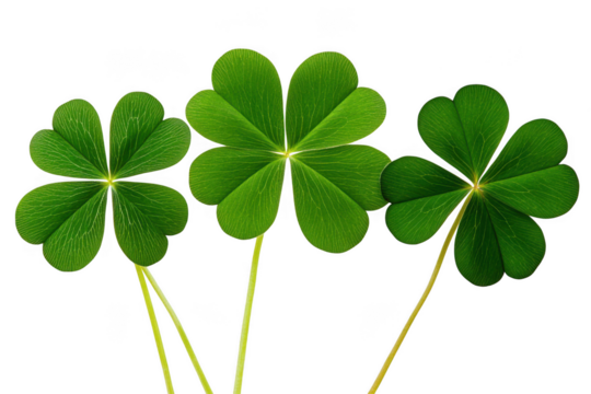 Three leaf clovers isolated on transparent background - Powered by Adobe