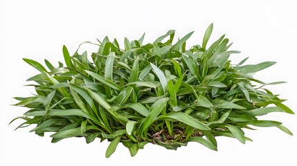 Lush Green Grass Tuft Isolated on White Background