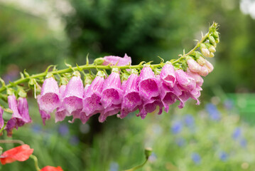 Close-up of a blooming foxglove flower with pink and white bell-shaped petals in a garden setting.