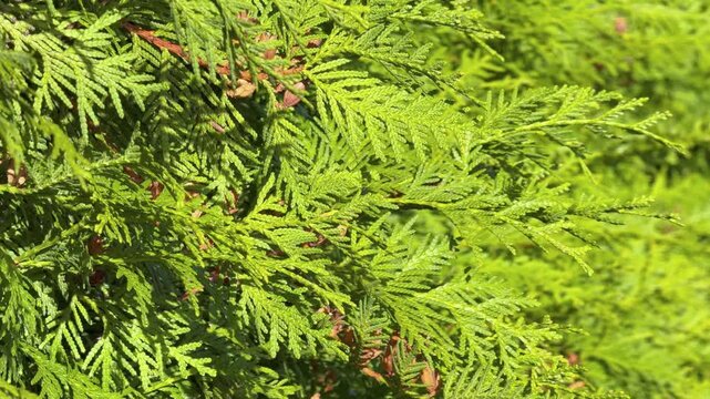 Thuja occidentalis tree, known as northern white-cedar and arborvitae in sunny weather, 4K60p