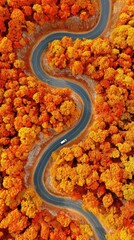 Aerial shot of a winding road through a vibrant autumn forest, showcasing fiery orange and red leaves, evoking a sense of freedom.