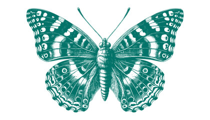 Admiral Butterfly vector