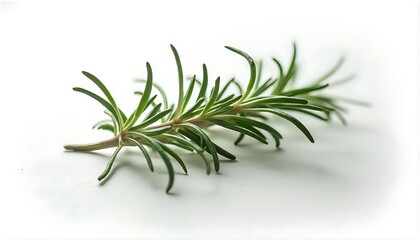 Fototapeta premium Rosemary branch with green leaves on white background. Rosmarinus officinalis.