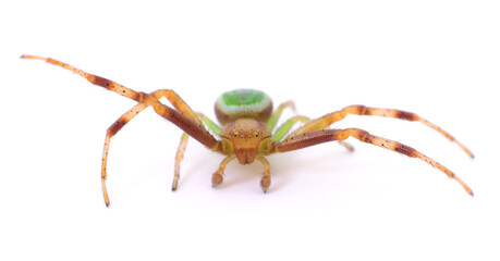 Green and brown spider.