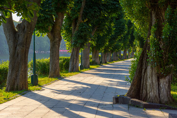 Obraz premium uzhhorod, ukraine - 04 jun 2017: chestnut trees in morning light in summer. cozy alley for morning exercises. popular tourist attraction