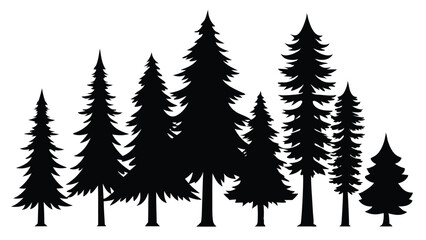 Fototapeta premium Silhouettes of evergreen trees in a forest