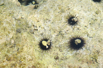 Sea urchin in the sea. Decorated female sea urchin underwater.