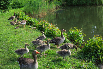 Greylag geese with their chicks in Maschpark in Hanover, Lower Saxony - Germany
