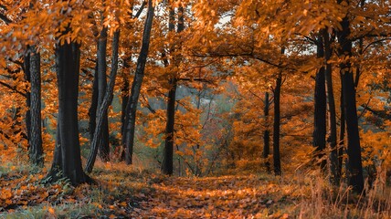 Fototapeta premium Autumn Forest Scene with Vibrant Orange Leaves and Trees, Creating a Warm and Scenic Fall Landscape