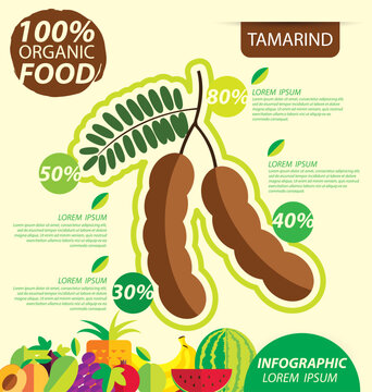 Tamarind. Infographic template. vector illustration.