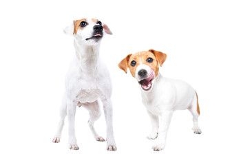 Two dogs of Parson Russell Terrier and Jack Russell Terrier breeds lick their lips standing together isolated on white background