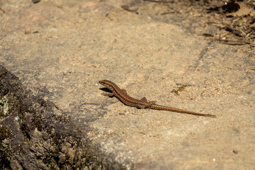 lizard on the stone