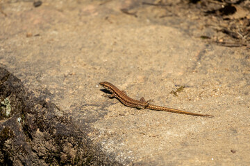 lizard on the stone