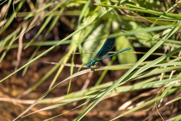 blue dragonfly on the grass