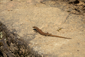 lizard on the stone