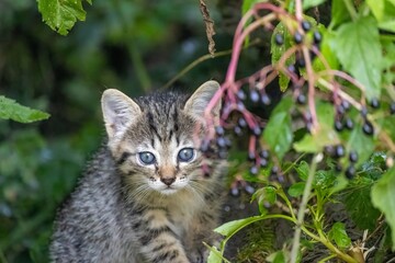 cat on grass