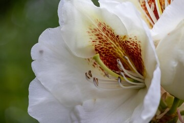 Obraz premium close up of a white flower