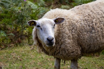 Fototapeta premium sheep on a meadow