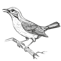 Hand-drawn birds sketch png. Pencil drawing of various birds in vintage engraved style. Perfect for nature-themed designs, educational materials, posters, vintage packaging, and more. Isolated
