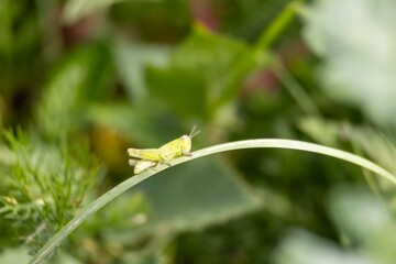 green grasshopper on a leaf