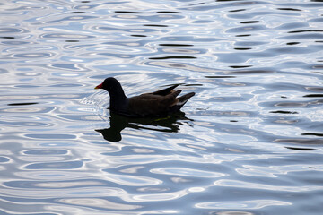 duck on the water