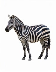 Fototapeta premium African zebra over white background, no shadow