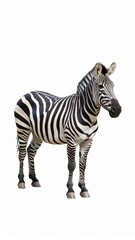 Fototapeta premium African zebra over white background, no shadow