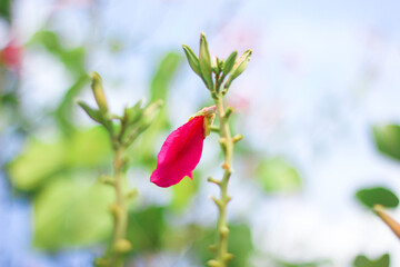 Pink flowers ready to bloom and inflorescence.