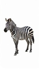 Fototapeta premium African zebra over white background, no shadow