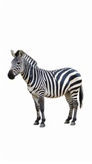 Naklejka premium African zebra over white background, no shadow