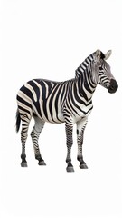 Fototapeta premium African zebra over white background, no shadow