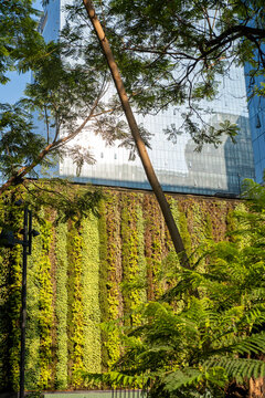 Vertical garden detail under natural sunlight, modern ecological design in Mexico City, urban nature integration and architectural sustainability