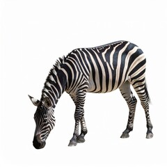 Obraz premium African zebra over white background, no shadow