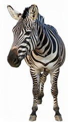 Fototapeta premium African zebra over white background, no shadow