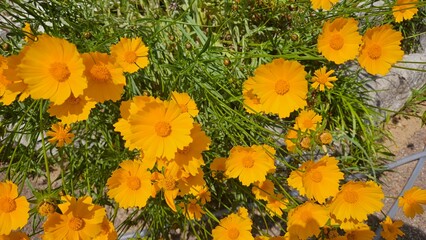 yellow flowers in the garden 