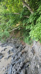 Blue trees on the seaside cliff