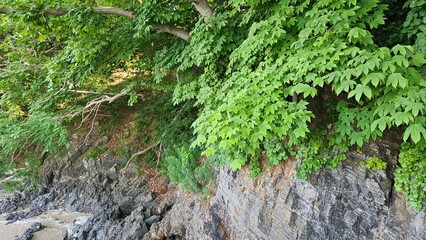 Blue trees on the seaside cliff