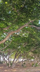 In the lush green forest of the beach