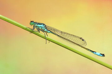 Coenagrionidae moth on straw