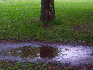 A large mossy tree trunk stands on a grassy field with a shallow puddle reflecting the forest trees after the rain. A peaceful natural setting with space for text.