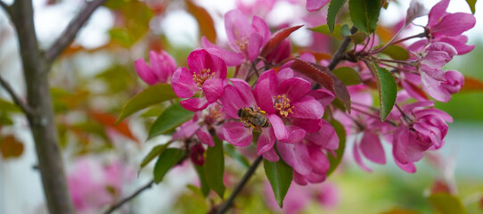 Bee collecting pollen on apple tree blossoming flower at spring. Apple tree bloom in may.