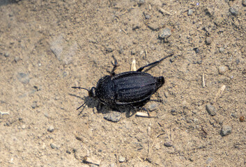 Close-up of a Phosphuga atrata beetle